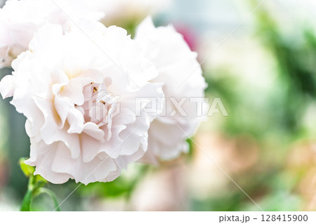 バラの花クローズアップ(バラ)　ローズガーデン はな阿蘇美　阿蘇市内牧 128415900