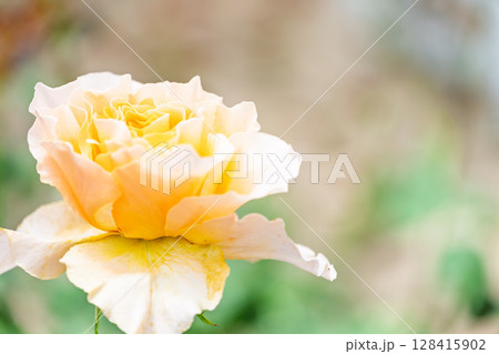 バラの花クローズアップ(バラ) ローズガーデン はな阿蘇美 阿蘇市内牧 バラの花クローズアップ(バラ) ローズガーデン はな阿蘇美 阿蘇市内牧 128415902