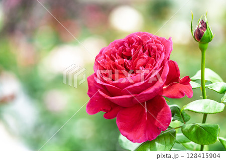 バラの花クローズアップ(バラ) ローズガーデン はな阿蘇美 阿蘇市内牧 バラの花クローズアップ(バラ) ローズガーデン はな阿蘇美 阿蘇市内牧 128415904