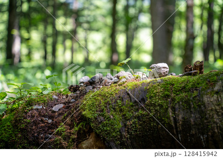 苔の生えた木の幹に生える苔 128415942