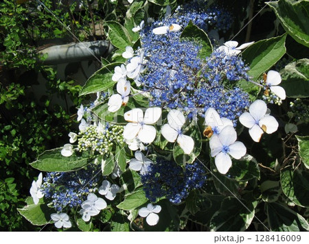 周辺の花びらだけが開く　カクアジサイ 128416009