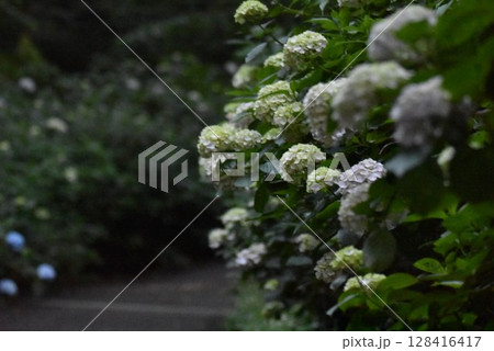 静寂の紫陽花 128416417