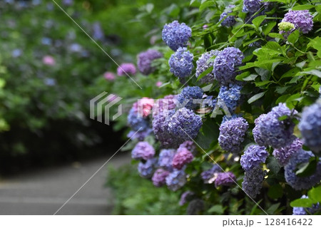 富岡総合公園アジサイ坂 富岡総合公園アジサイ坂 128416422