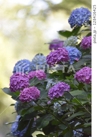 あじさいの花 128416425