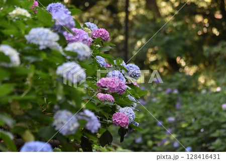 紫陽花の花 128416431