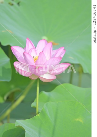 蓮の花 128416541