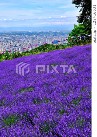 幌見峠ラベンダー園の風景(北海道札幌市中央区) 幌見峠ラベンダー園の風景(北海道札幌市中央区) 128416631
