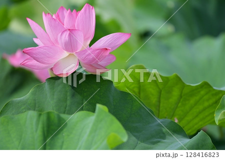 蓮の花のある風景 128416823