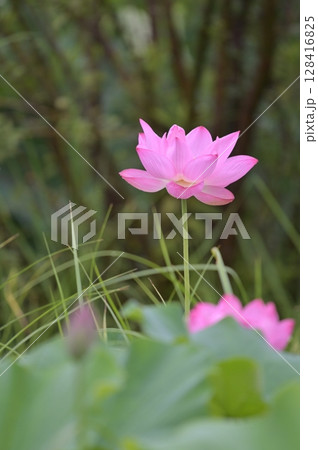 ピンク色の蓮の花が咲いています 128416825