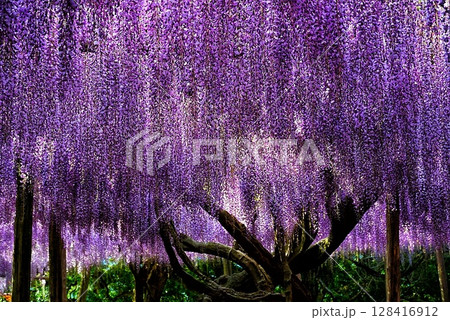 美しい藤の花 128416912