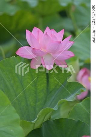 蓮の花のある風景 128417000