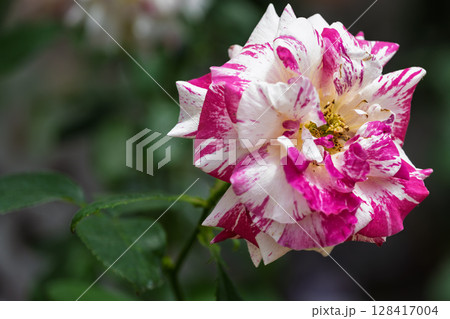 バラの花クローズアップ(ロサ・ガリカ)　ローズガーデン はな阿蘇美　阿蘇市内牧 128417004