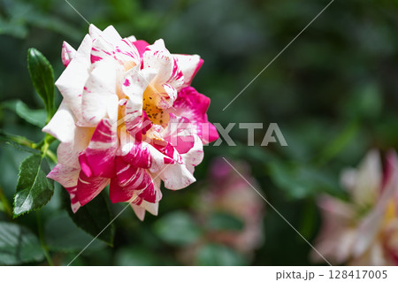 バラの花クローズアップ(ロサ・ガリカ)　ローズガーデン はな阿蘇美　阿蘇市内牧 128417005