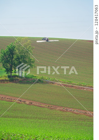 夏の北海道　剣淵町　丘陵の麦畑と送電線 128417063