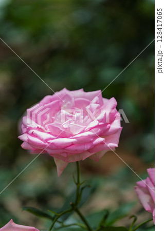 バラの花クローズアップ(チャイナローズ) ローズガーデン はな阿蘇美 阿蘇市内牧 バラの花クローズアップ(チャイナローズ) ローズガーデン はな阿蘇美 阿蘇市内牧 128417065