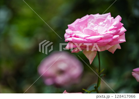 バラの花クローズアップ(チャイナローズ) ローズガーデン はな阿蘇美 阿蘇市内牧 バラの花クローズアップ(チャイナローズ) ローズガーデン はな阿蘇美 阿蘇市内牧 128417066