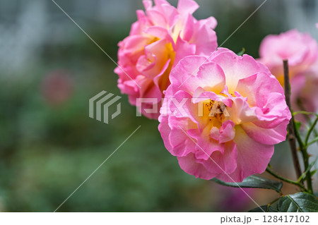 バラの花クローズアップ(チャイナローズ) ローズガーデン はな阿蘇美 阿蘇市内牧 バラの花クローズアップ(チャイナローズ) ローズガーデン はな阿蘇美 阿蘇市内牧 128417102