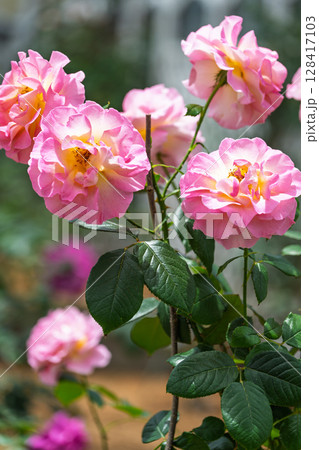 バラの花クローズアップ(チャイナローズ)　ローズガーデン はな阿蘇美　阿蘇市内牧 128417103