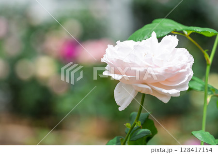 バラの花クローズアップ(バラ) ローズガーデン はな阿蘇美 阿蘇市内牧 バラの花クローズアップ(バラ) ローズガーデン はな阿蘇美 阿蘇市内牧 128417154