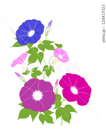 綺麗な朝顔のイラスト 128417323