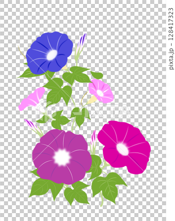 綺麗な朝顔のイラスト 128417323