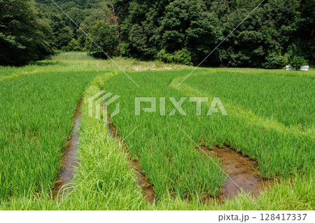 夏の田んぼで育った稲の風景 夏の田んぼで育った稲の風景 128417337