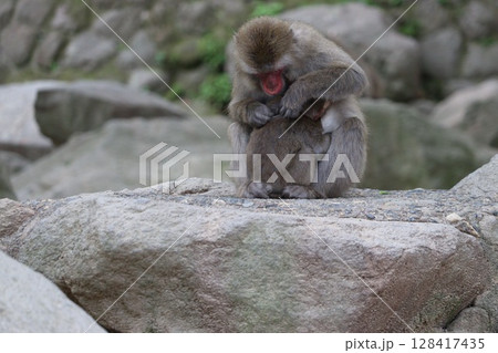 大分県高崎山の猿 128417435
