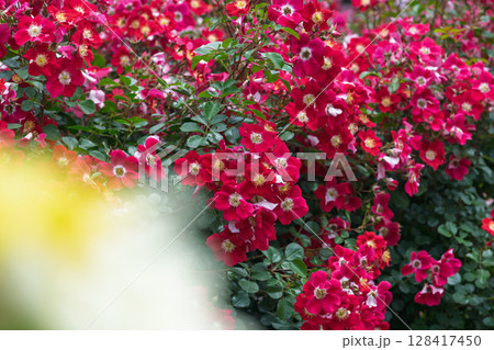 バラの花クローズアップ(ロサ ペンデュリナ) ローズガーデン はな阿蘇美 阿蘇市内牧 バラの花クローズアップ(ロサ ペンデュリナ) ローズガーデン はな阿蘇美 阿蘇市内牧 128417450