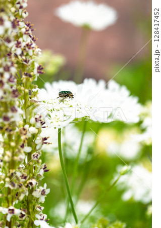 バラの花クローズアップ(バーバスカム・チャイキシー)　ローズガーデン はな阿蘇美　阿蘇市内牧 128417452