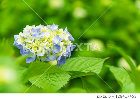 花クローズアップ(アジサイ)　ローズガーデン はな阿蘇美　阿蘇市内牧 128417455
