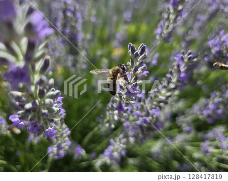 Bee pollinating lavender flowers in vibrant summer garden scene. Summer horizontal banner Bee pollinating lavender flowers in vibrant summer garden scene. Summer horizontal banner 128417819