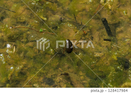 水田に生きるゲンゴロウ 水田に生きるゲンゴロウ 128417984