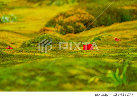 苔の生えた庭園(京都) 苔の生えた庭園(京都) 128418277