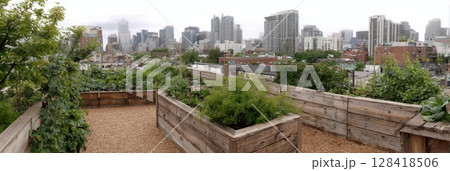Chickens roam an urban rooftop garden with raised beds and a compost area, surrounded by city buildings 128418506