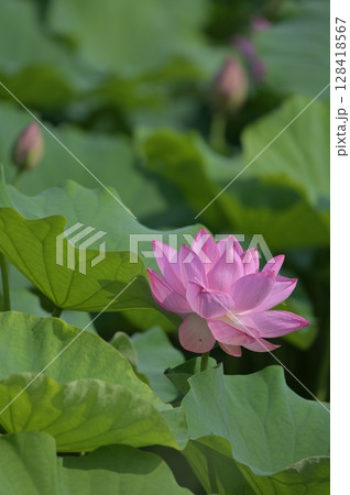 蓮の花のある風景 128418567