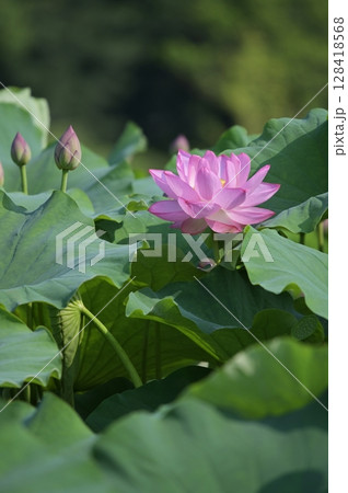 蓮の花のある風景 蓮の花のある風景 128418568