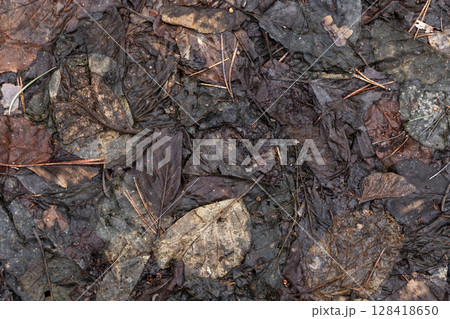 Detailed close-up of natural fallen leaves on a forest floor Detailed close-up of natural fallen leaves on a forest floor 128418650