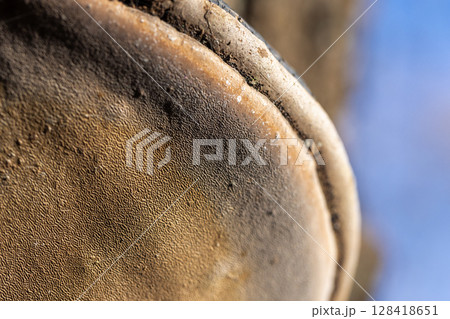 Fomes fomentarius. Detailed macro shot of a tinder fungus growth on a tree 128418651