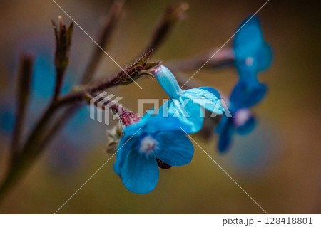 Ancusa Anchusa azurea blooming buds of blue violet flowers in spring garden. Floral postcard, banner with space for text. Flowering plants in sunlight 128418801