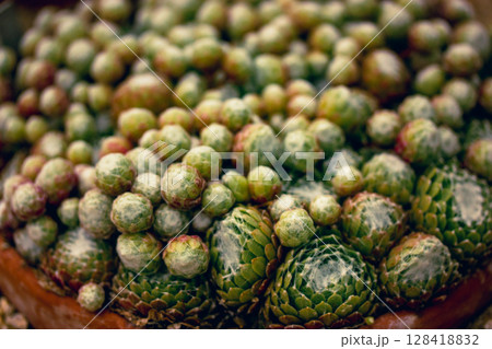 Carpet of sempervivum arachnoideum plant cluster grow in a pot in cacti rock garden. Small succulents background, pattern. Gardening and plants care. Carpet of sempervivum arachnoideum plant cluster grow in a pot in cacti rock garden. Small succulents background, pattern. Gardening and plants care. 128418832