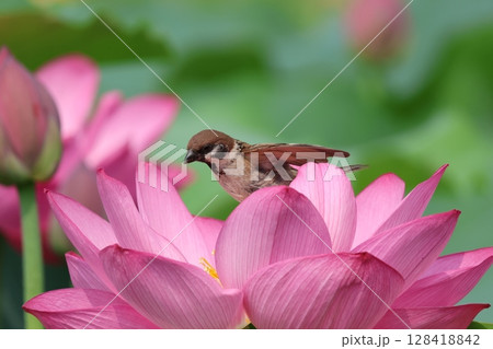 紅い蓮の花に止まるスズメ 128418842