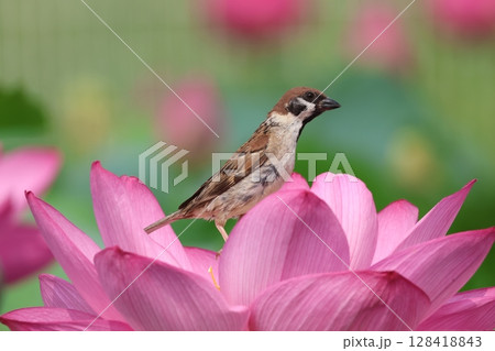 蓮の花をついばむスズメ 蓮の花をついばむスズメ 128418843