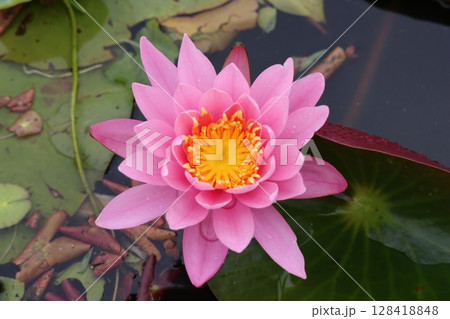 水面に浮かぶ睡蓮 水面に浮かぶ睡蓮 128418848