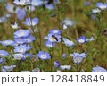 ネモフィラの青い花の蜜を吸うミツバチ 128418849