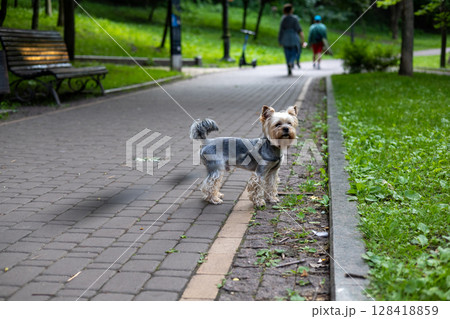A charming Yorkshire Terrier poses in a park during a sunny day, enjoying its walk A Yorkie doggy stands on a brick path, looking to the side in a park, with people in the blurred background. 128418859