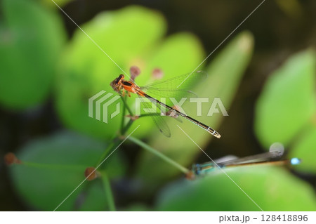 葉に止まるイトトンボ 葉に止まるイトトンボ 128418896