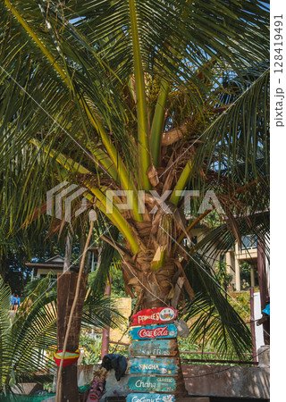 A vibrant palm tree with green fronds, a colorful signpost listing drinks in Thai Baht, and a ribbon tied around the trunk in a tropical setting. A vibrant palm tree with green fronds, a colorful signpost listing drinks in Thai Baht, and a ribbon tied around the trunk in a tropical setting. 128419491