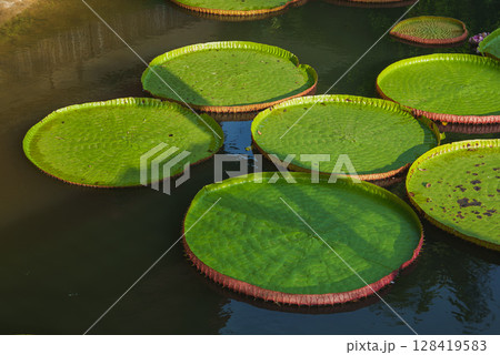 Circular green Victoria water lily pads with upturned edges float on dark water, with shadows adding depth in a tranquil tropical environment. Circular green Victoria water lily pads with upturned edges float on dark water, with shadows adding depth in a tranquil tropical environment. 128419583