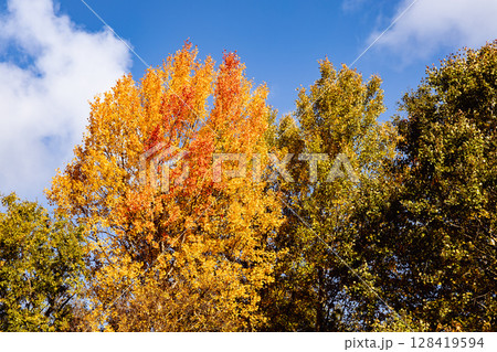 Beautiful autumn landscape with yellow leaves of trees and blue sky on a sunny day Beautiful autumn landscape with yellow leaves of trees and blue sky on a sunny day 128419594