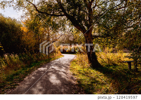 Beautiful autumn landscape with yellow leaves of trees and a path in the park Beautiful autumn landscape with yellow leaves of trees and a path in the park 128419597